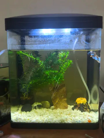 Small LED Aquarium Tank with Plant with 1 full moon male betta fish