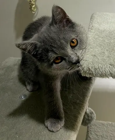 Adorable British Shorthair Kittens