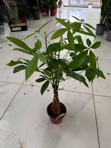 Pachira Aquatica Braided Money Tree Plant (Holland Import) in 40/60cm Size