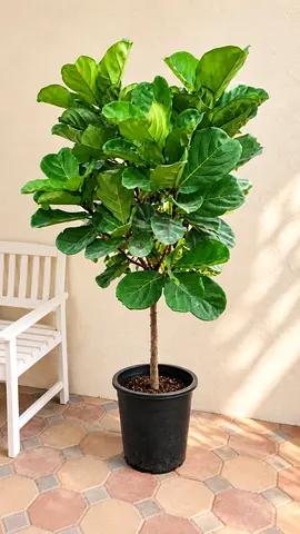 Fiddle Leaf Fig (Ficus lyrata)  - 160 CM tall Indoor Plant