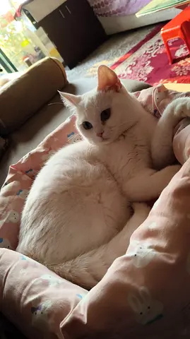 Cats for adoption