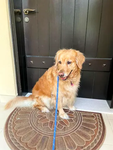Miemie needs a new home