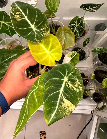 Alocasia Sinuata variegated and Alocasia Black Velvet Gold  Aed250/- each. Pickup from Sharjah. Deli