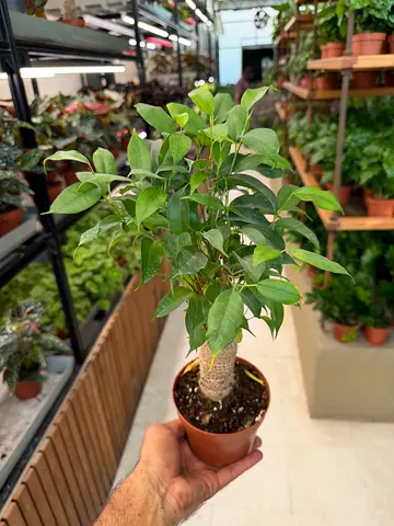 Ficus Ginseng Microcarpa Bonsai Plant in 30/40cm