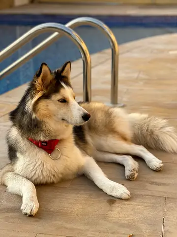 Loving Home wanted for Two Dogs-Husky &Havanese