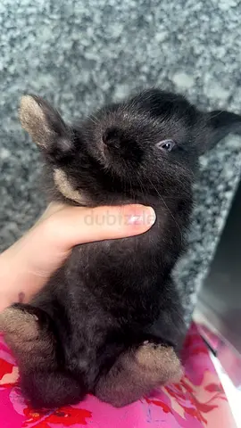 Young black baby rabbit - friendly Holland Lop mix (ready for new home)