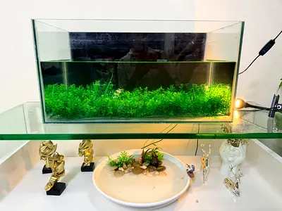 Big Fish Aquarium with artificial plants 60x30x30