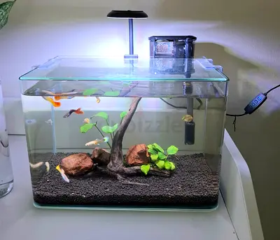 Small glass aquarium tank with filter, light, decor and fish