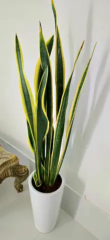 Snake plant in tall pot 150cm