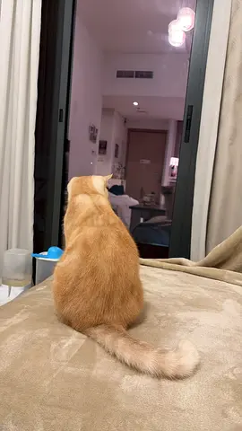 Cat pet for adoption