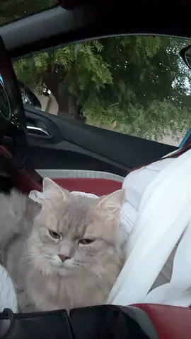 Free cat for adoption