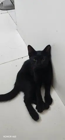Small Catford Adoption (Persian Angoora)