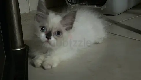 Cat for free adoption
