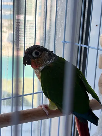Green Cheek Conure