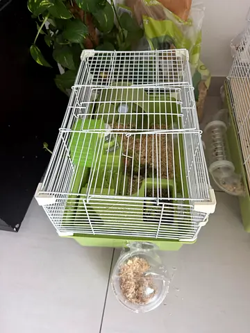 Hamsters and cages for free