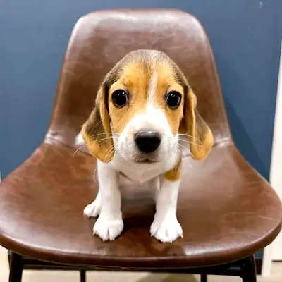 Adorable sweet beagle puppy