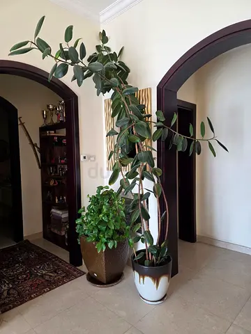 Barsha1