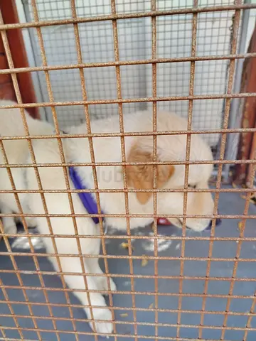 Mila is looking for new house.