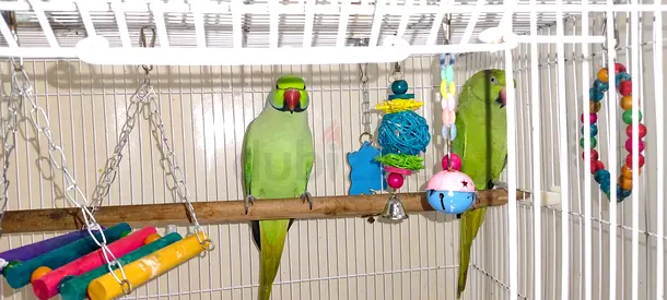 Cage, toys and parrot