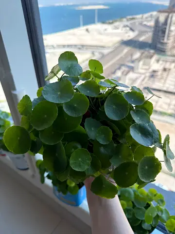 Chinese Money Plant/pennywort