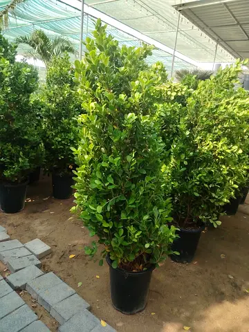 Potted Green Garden Shrub - Healthy Decorative Plant (Approx 1.2-1.5m)
