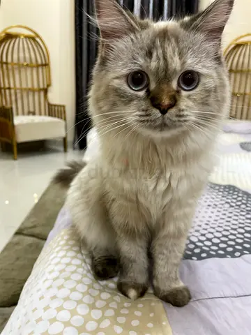 Free cat