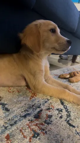 Golden retriever 4 months for adoption