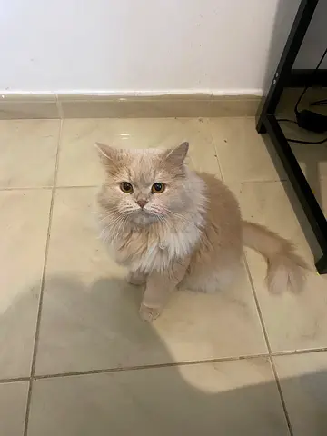 Cat for adoption Male and Female