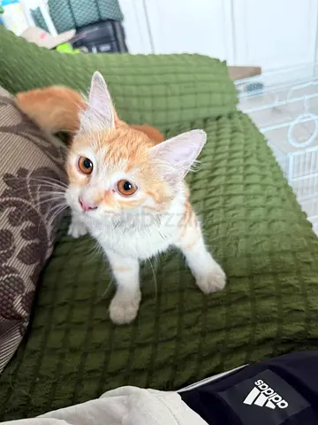 Adoption only: orange & white kitten looking for a home