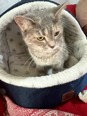 Free cat for adoption