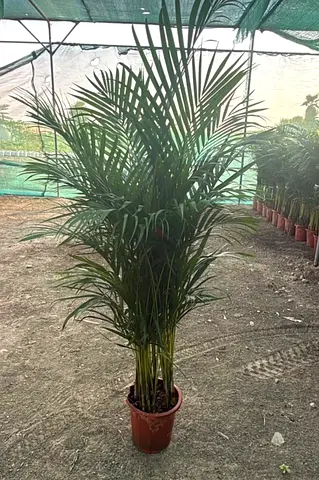 Large Areca Palm in Pot - Healthy Indoor/Outdoor Plant
