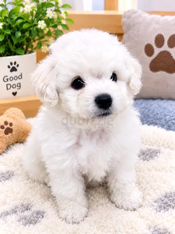 Small white fluffy puppy, healthy and playful is looking for new home