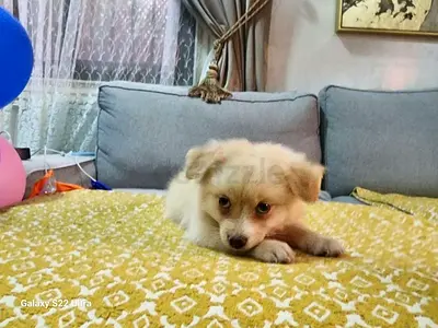**5-Month-Old Puppies Looking for Their Forever Homes**