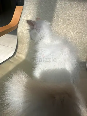 three months old Himalayan Red point male kitten vaccinated, dewormed, microchipped everything done