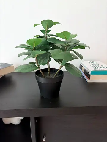 Small Faux Rubber Plant in Black Pot — Ready to Decorate