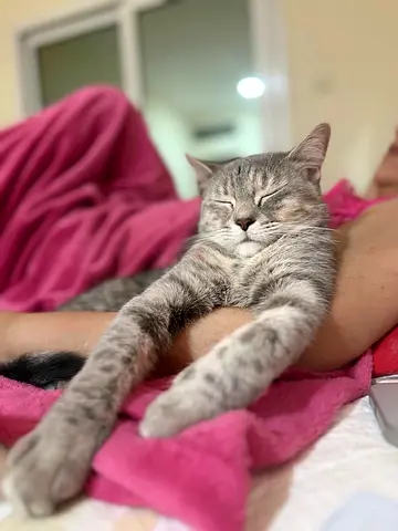 Free Female cat for adoption Calm young grey tabby cat - friendly and relaxed