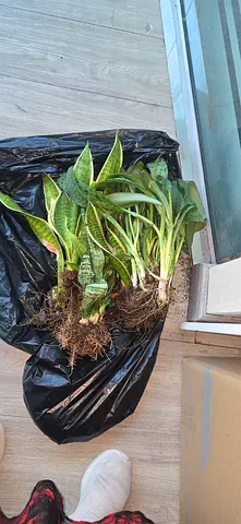 Plants for free