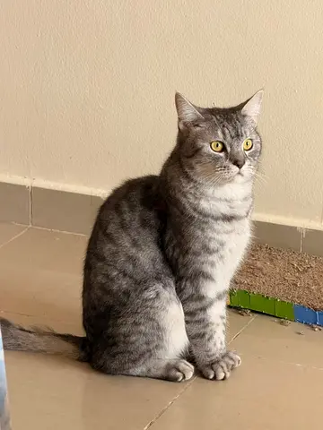 Free Male Cat for adoption