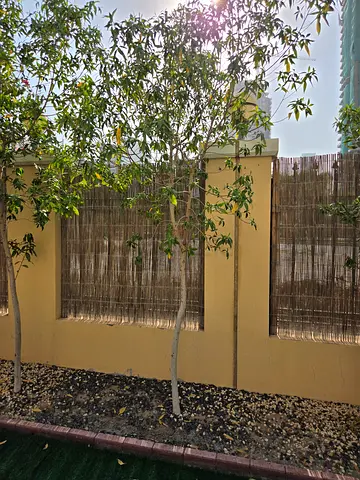 Four young ficus trees in planter — healthy, established trunks