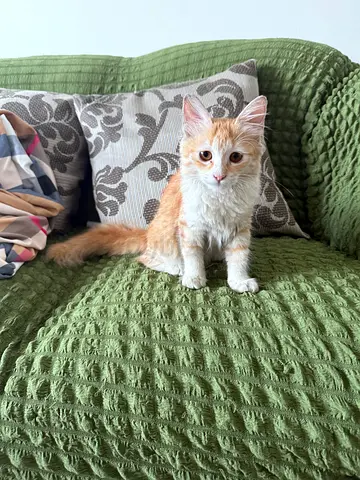 Young friendly orange-and-white kitten available for adoption