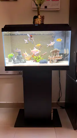 Large glass aquarium with stand and fish, filtration and decor - ready to move