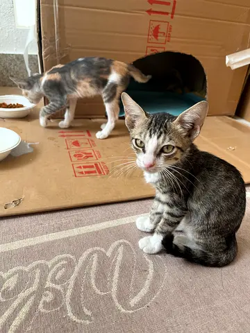 Two Friendly kittens Cats Available for Rehoming adoption.