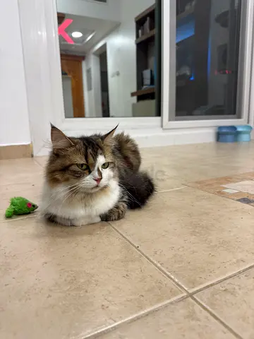 Cat for adoption