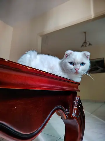 Scottish Fold for Adoption white color