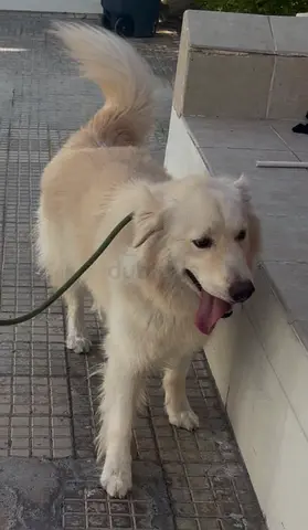 Golden Retriever for adoption urgent