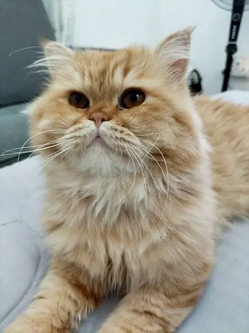 Pets for free adoption