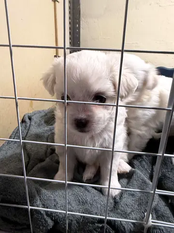 White fluffy puppy — small breed, looking for a new home