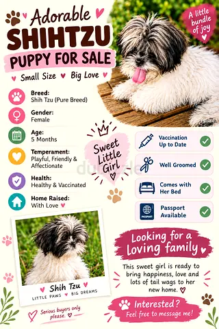 Purebred Female Shih Tzu Puppy purchased 2 months back from Certified Breeder