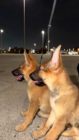 Dogs for adoption