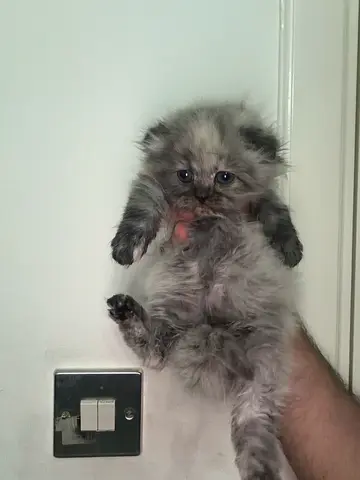 Scottish Fold Kitten